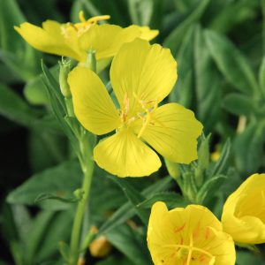Meadow Evening Primrose (Oenothera pilosella)