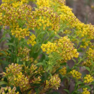 Riddell’s goldenrod (Oligoneuron riddellii)