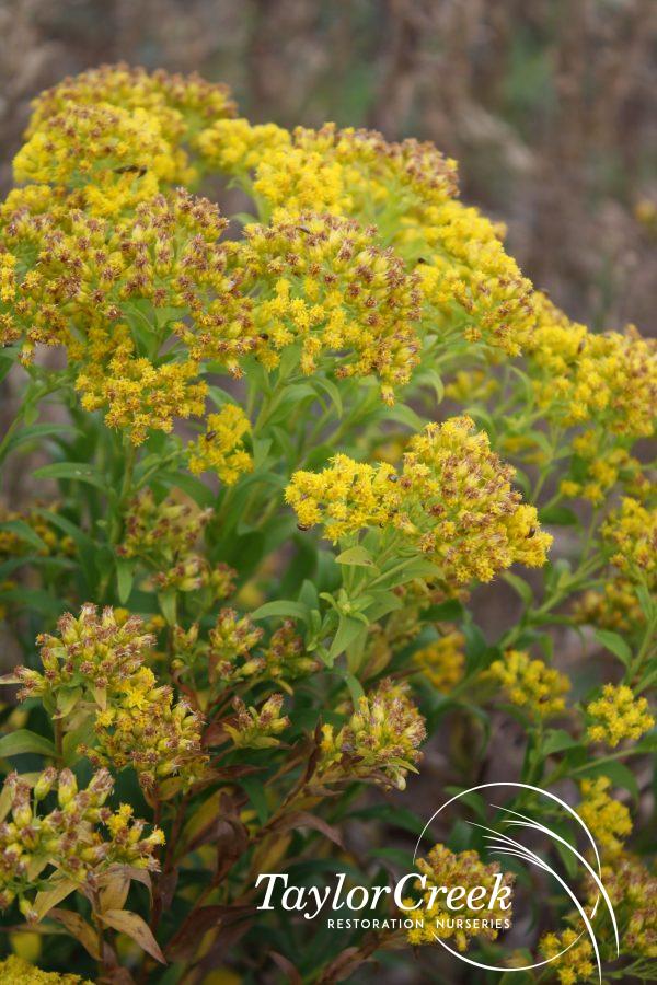 Riddell’s goldenrod (Oligoneuron riddellii)