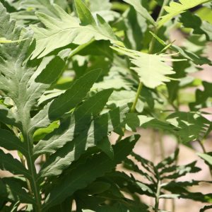 Sensitive fern (Onoclea sensibilis)