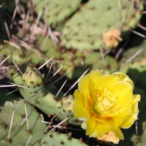 Eastern prickly pear (Opuntia humifusa)