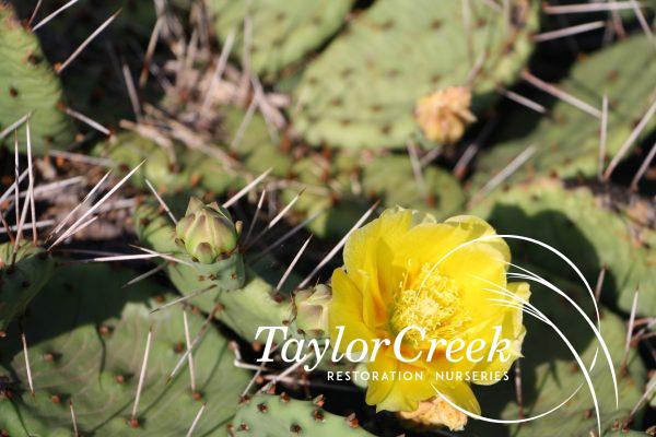 Eastern prickly pear (Opuntia humifusa)