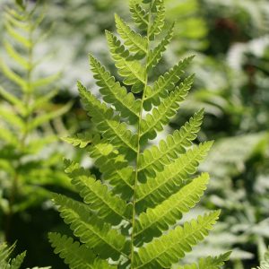 Cinnamon fern (Osmunda cinnamomea)