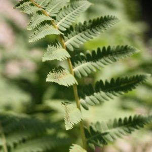 Interrupted fern (Osmunda claytoniana)