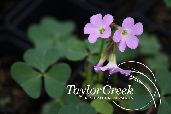 violet wood-sorrel (Oxalis violacea)