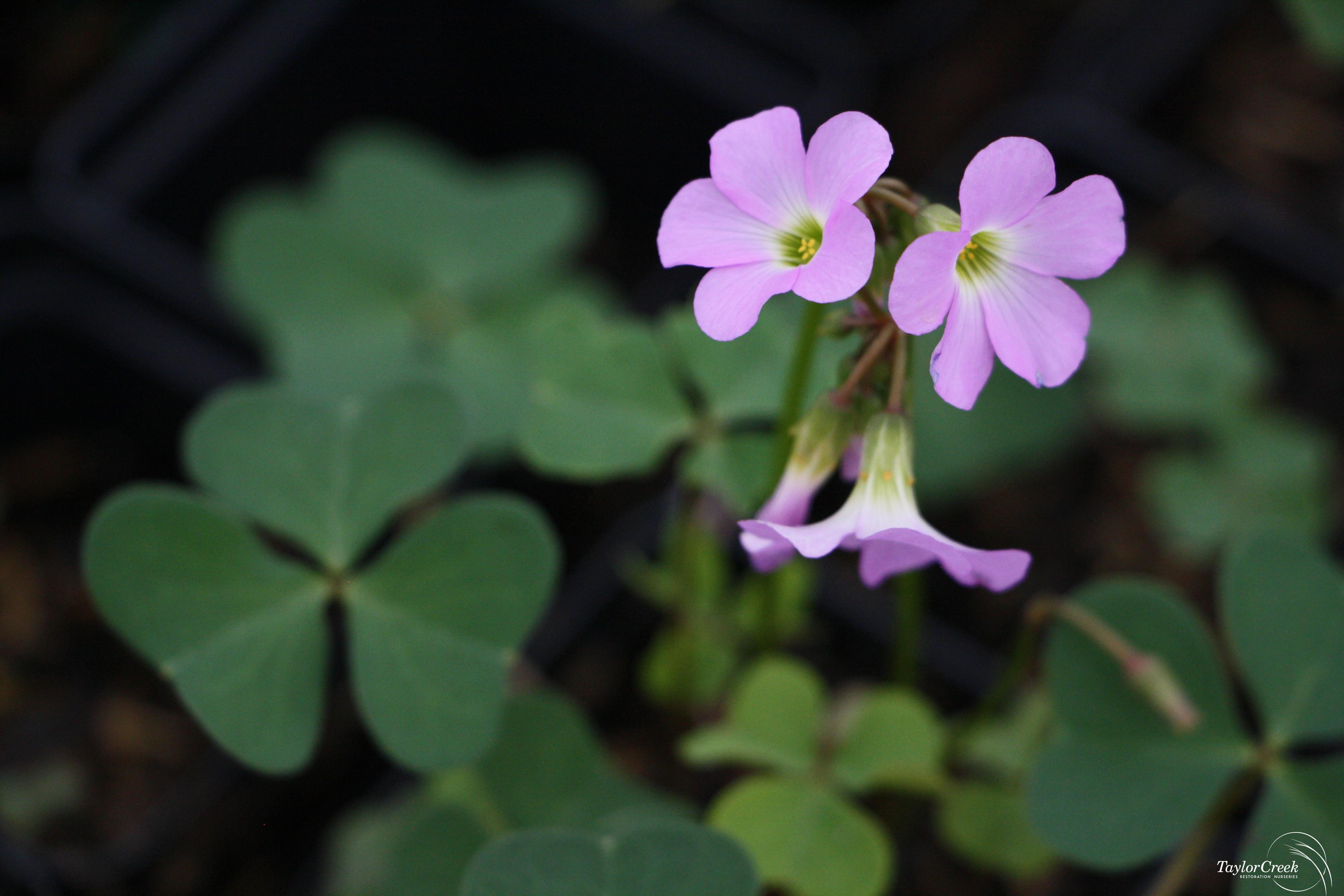 Violet Wood Sorrel Oxalis Violacea Taylor Creek Restoration Nurseries Violet Wood Sorrel Oxalis Violacea Taylor Creek Restoration Nurseries