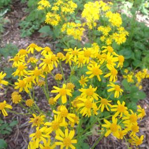 Roundleaf ragwort (Packera obovata)