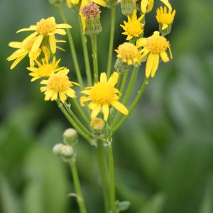 Ragwort (Packera paupercula)