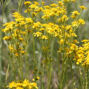 Ragwort (Packera plattensis)