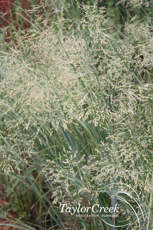 Switch grass (Panicum virgatum)