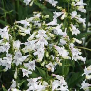 Smooth beard tongue (Penstemon calycosus)