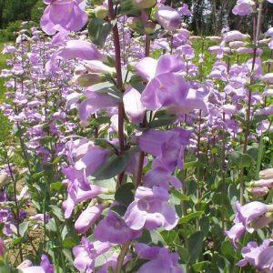 Large flowered beard tongue (Penstemon grandiflorus)