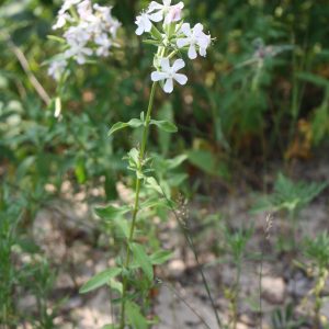 Woodland phlox (Phlox divaricata)