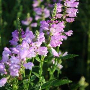 Obedient plant (Physostegia virginiana)