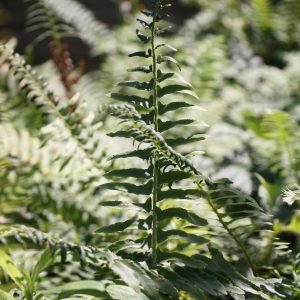 Christmas fern (Polystichum acrostichoides)