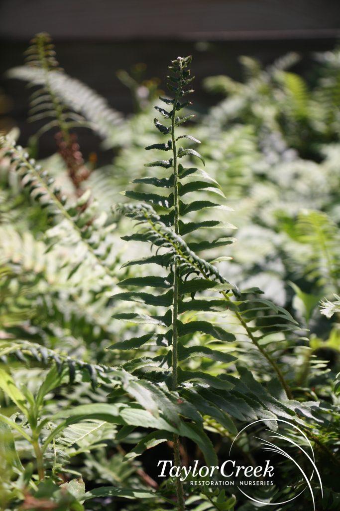 Christmas fern (Polystichum acrostichoides) Taylor Creek Restoration