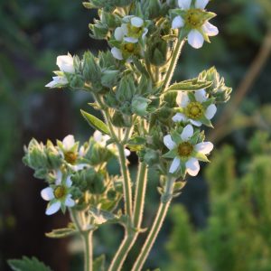 Prairie cinquefoil (Potentilla arguta)