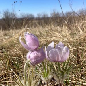Pasque flower (Pulsatilla patens)