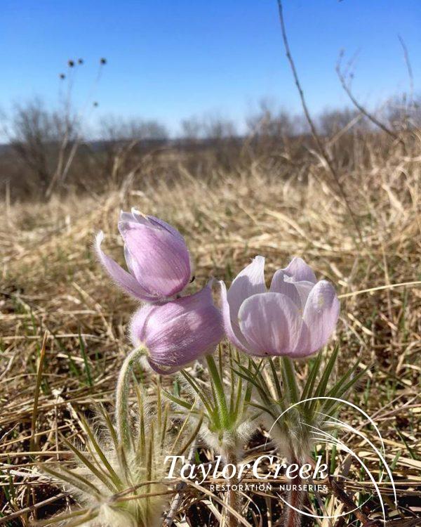 Pasque flower (Pulsatilla patens)