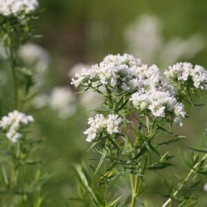 Slender mountain mint (Pycnanthemum tenuifolium)