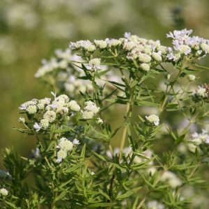 Mountain mint (Pycnanthemum virginianum)