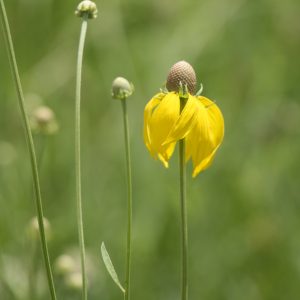Yellow or Grey headed coneflower (Ratibida pinnata)