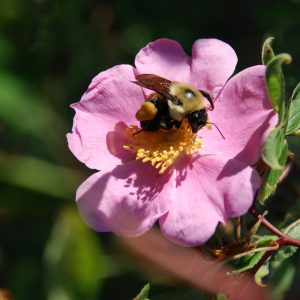 Swamp rose (Rosa palustris)