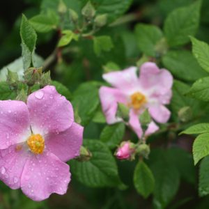 Savanna rose (Rosa setigera)