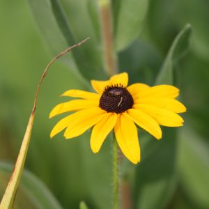 Black-eyed Susan (Rudbeckia hirta)