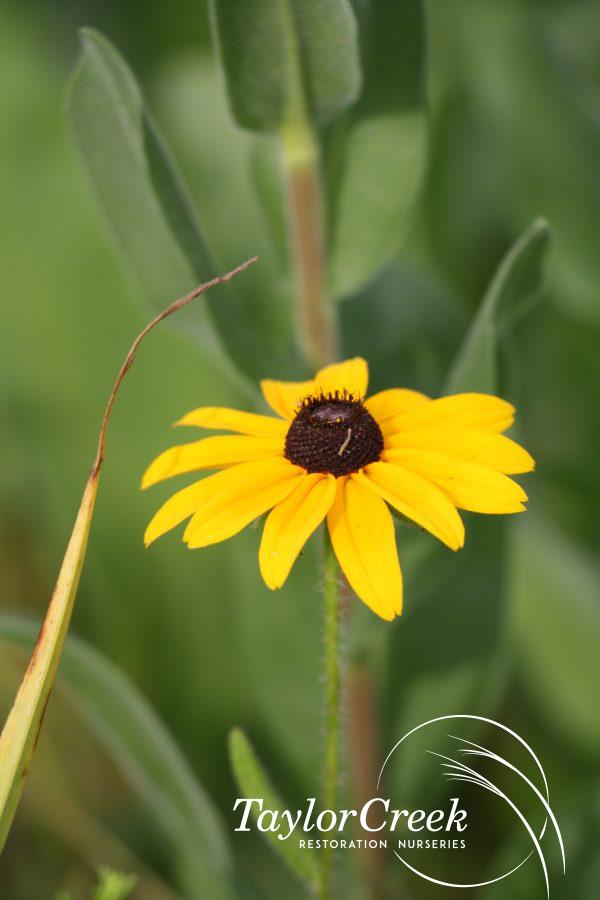 Black-eyed Susan (Rudbeckia hirta)