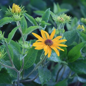 Sweet black-eyed Susan (Rudbeckia subtomentosa)
