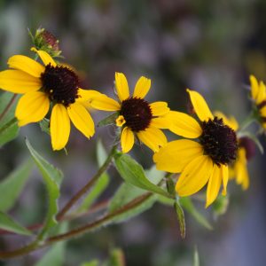 Brown-eyed Susan (Rudbeckia triloba)