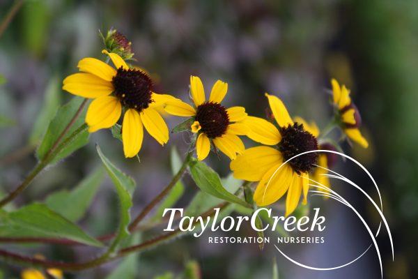 Brown-eyed Susan (Rudbeckia triloba)
