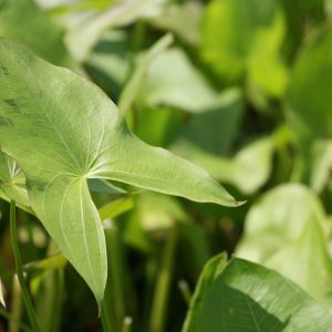 Arrowhead (Duck potato) (Sagittaria latifolia)