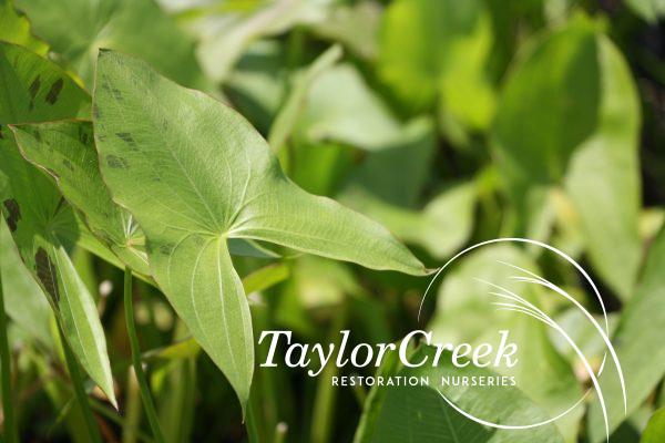 Arrowhead (Duck potato) (Sagittaria latifolia)