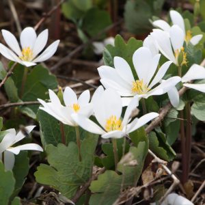 Bloodroot (Sanguinaria canadensis)