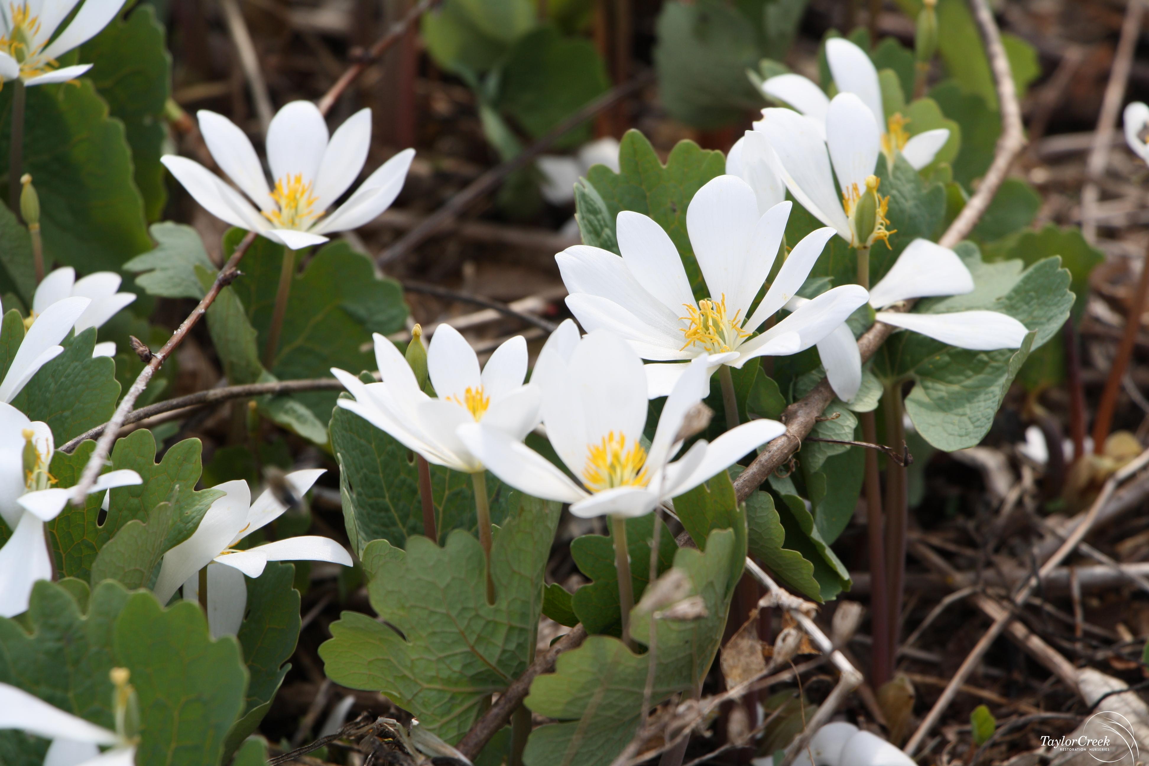 Bloodroot (Sanguinaria canadensis) - Taylor Creek Restoration Nurseries