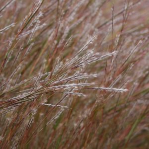 Little bluestem (Schizachyrium scoparium)