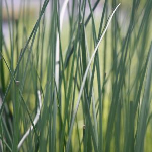 Hard stem bulrush (Schoenoplectus acutus)