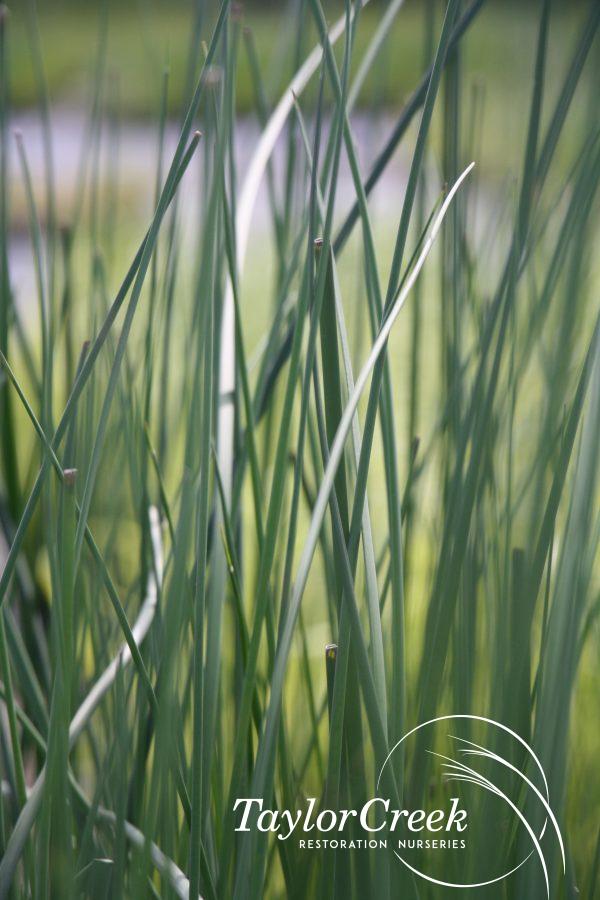Hard stem bulrush (Schoenoplectus acutus)