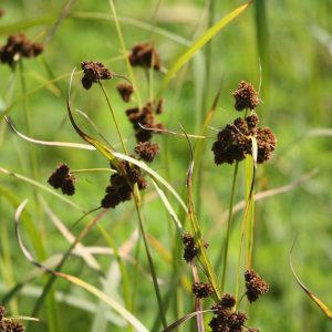 Dark green rush (Scirpus atrovirens)