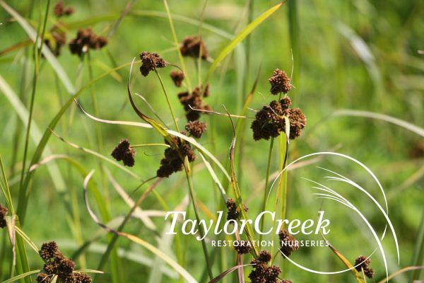 Dark green rush (Scirpus atrovirens)