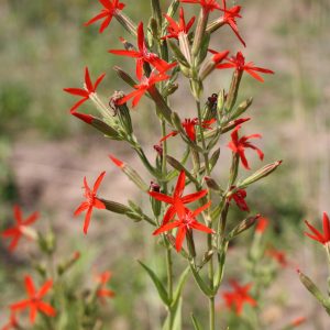 Royal catchfly (Silene regia)