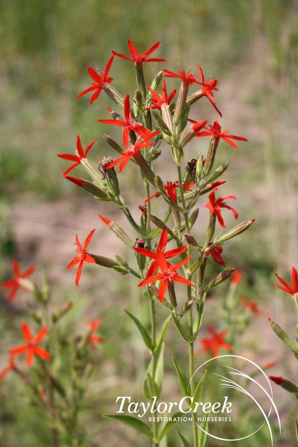 Royal catchfly (Silene regia)