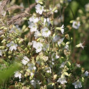 Starry campion (Silene stellata)