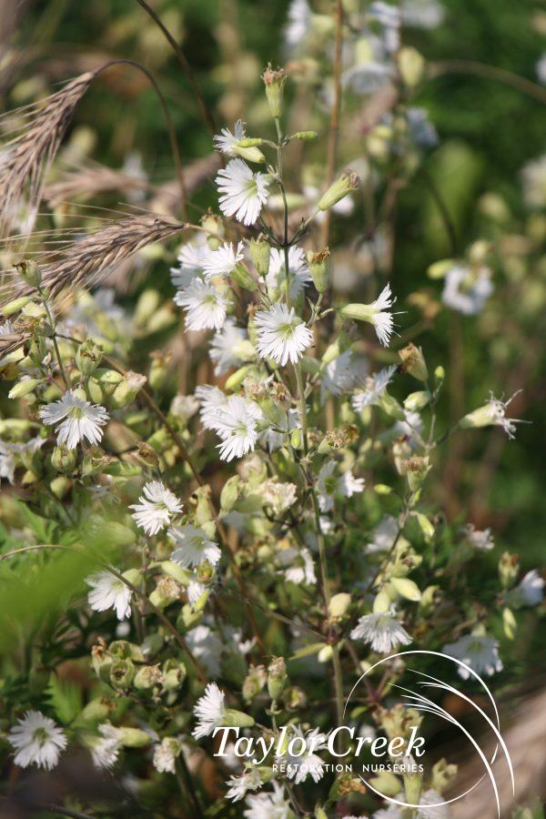 Starry campion (Silene stellata)