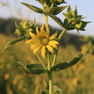 Rosin weed (Silphium integrifolium)