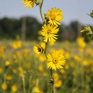 Compass plant (Silphium laciniatum)