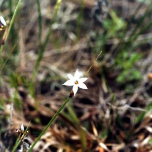 Blue-eyed grass (Sisyrinchium campestre)