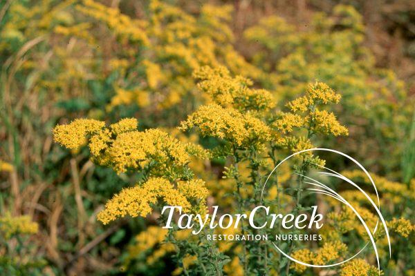 Old field goldenrod (Solidago nemoralis)